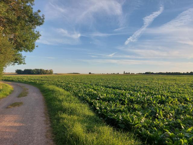 Sukkerroemark om sommeren